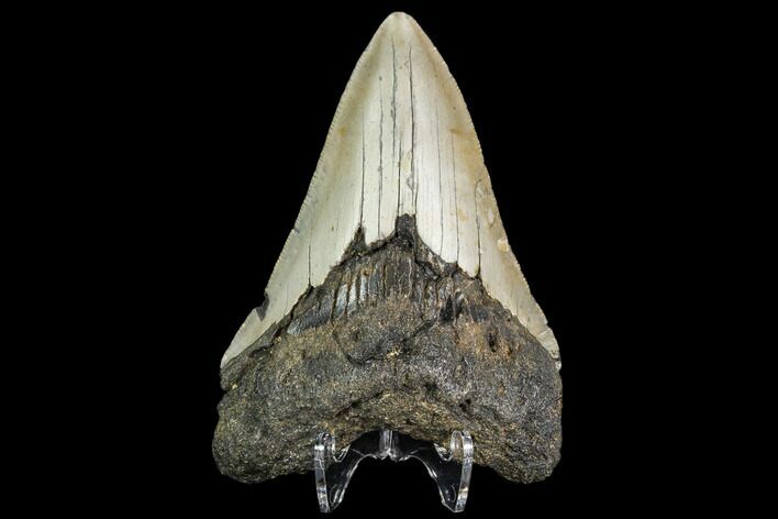 Fossil Megalodon Tooth - North Carolina #109535
